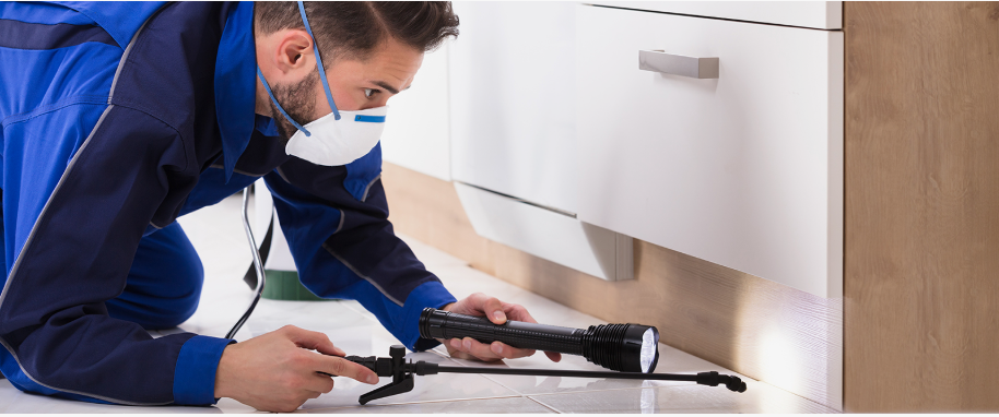 Alamo pest xpert removal